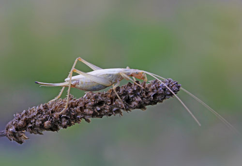 Oecanthus pellucens